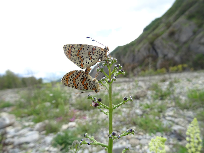 Nymphalidae......accoppiamento di Melitaea didyma